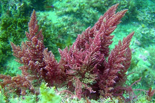alge marine